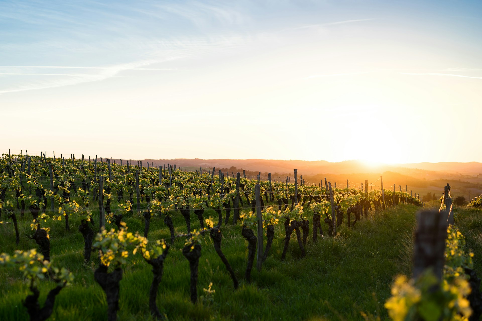Sun-drenched vineyard rows at golden hour